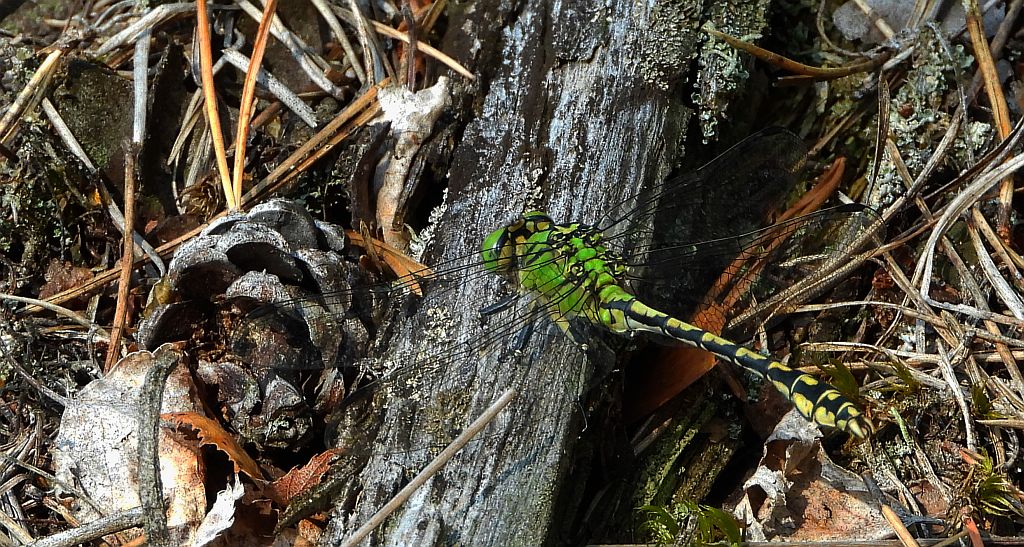 Trzepla zielona (Ophiogomphus cecilia)