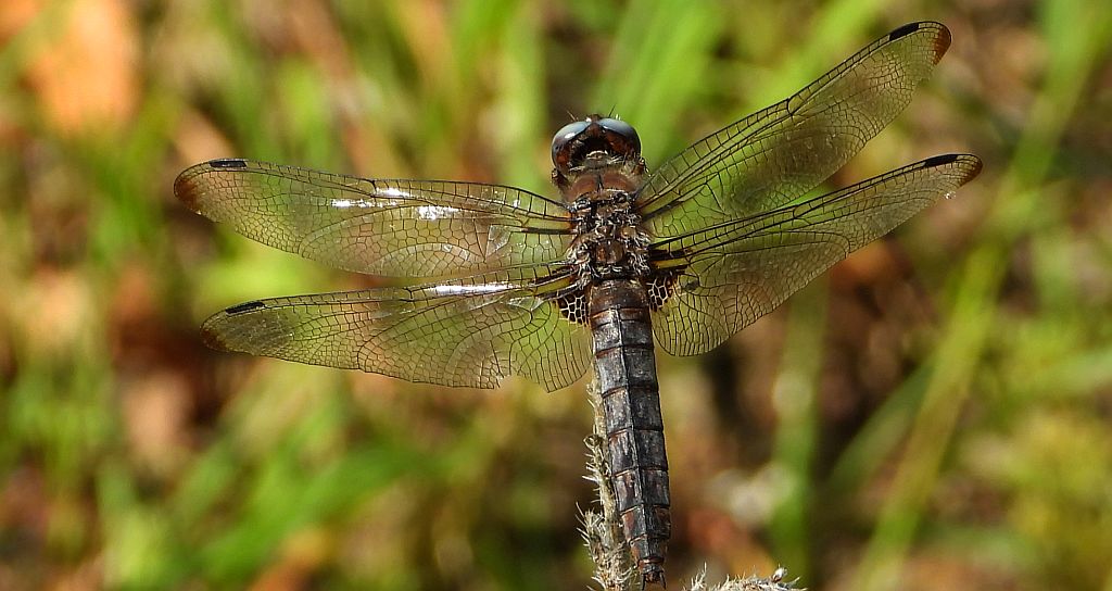 Ważka ruda (Libellula fulva)