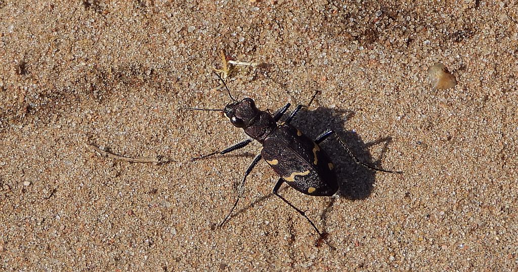 Trzyszcz leśny (Cicindela silvatica)