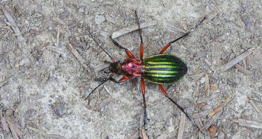 Biegacz zielonozłoty (Carabus auronitens)