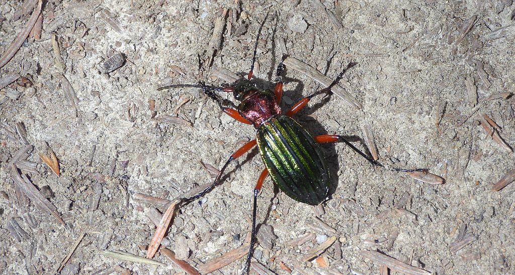Biegacz zielonozłoty (Carabus auronitens)