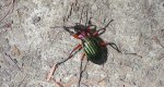 Biegacz zielonozłoty (Carabus auronitens)