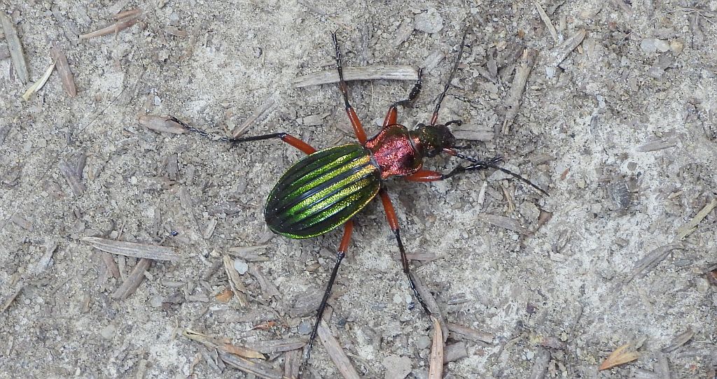 Biegacz zielonozłoty (Carabus auronitens)