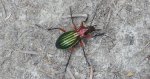 Biegacz zielonozłoty (Carabus auronitens)