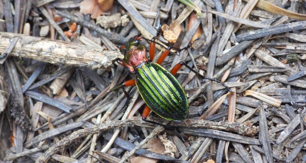 Biegacz zielonozłoty (Carabus auronitens)