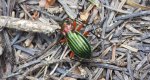 Biegacz zielonozłoty (Carabus auronitens)