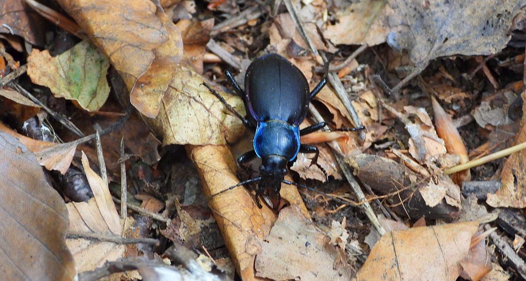 Biegacz fioletowy (Carabus /Megodontus/ violaceus)