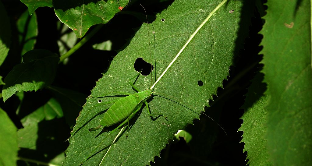 Pasikonik (Tettigoniidae sp.)