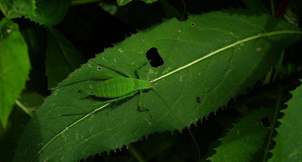 Pasikonik (Tettigoniidae sp.)
