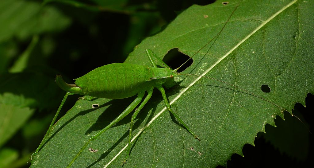 Pasikonik (Tettigoniidae sp.)
