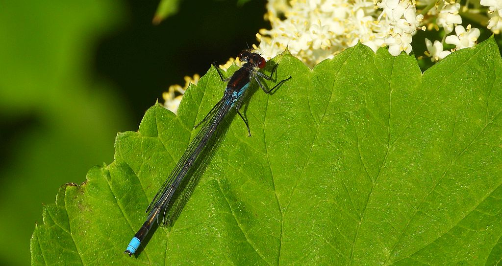 Oczobarwnica większa (Erythromma najas)