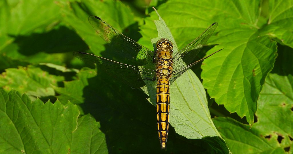 Lecicha pospolita (Orthetrum cancellatum)