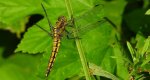 Lecicha pospolita (Orthetrum cancellatum)