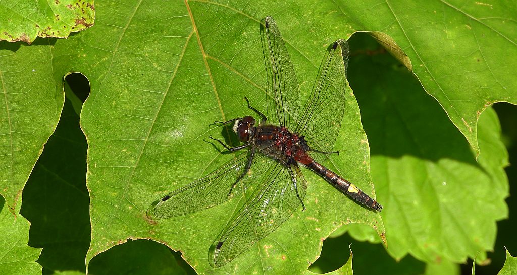 Zalotka większa  (Leucorrhinia pectoralis)