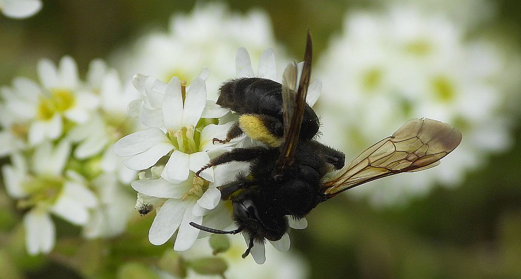 Pszczolinka brunetka (Andrena pilipes)