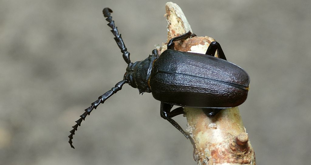 Dyląż garbarz (Prionus coriarius)