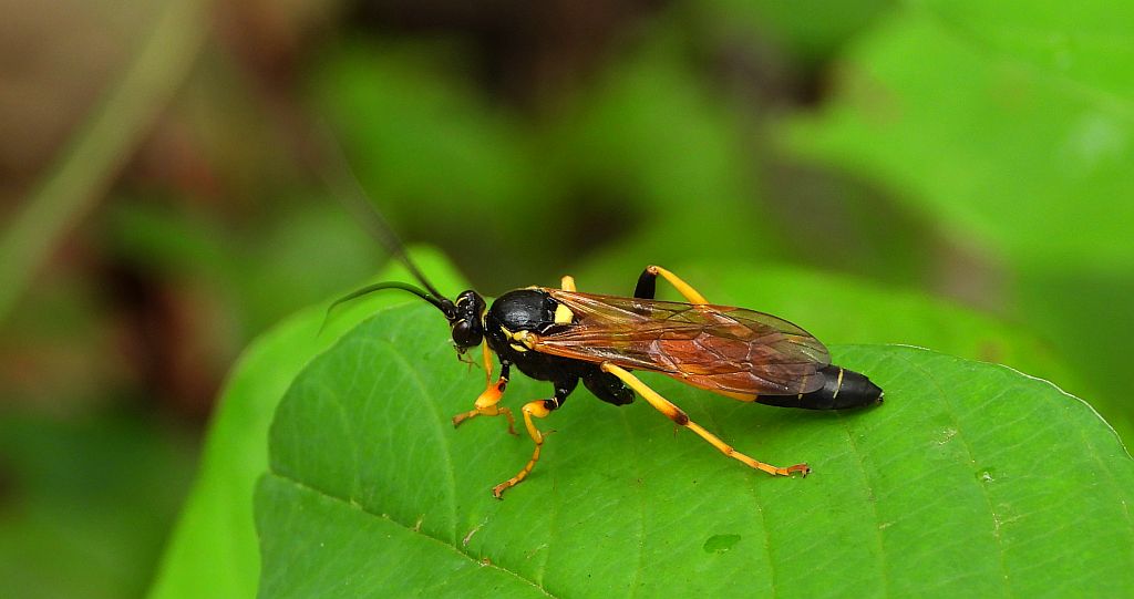 Gąsienicznik - Diphyus amatorius