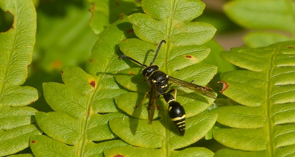 Kopułka - Eumenes pomiformis