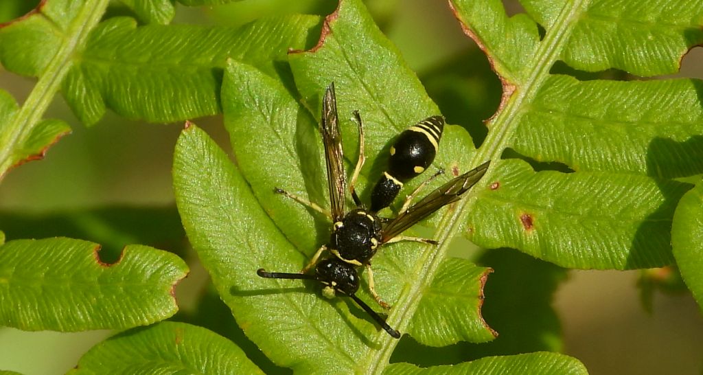 Kopułka - Eumenes pomiformis