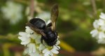 Pszczolinka brunetka (Andrena pilipes)