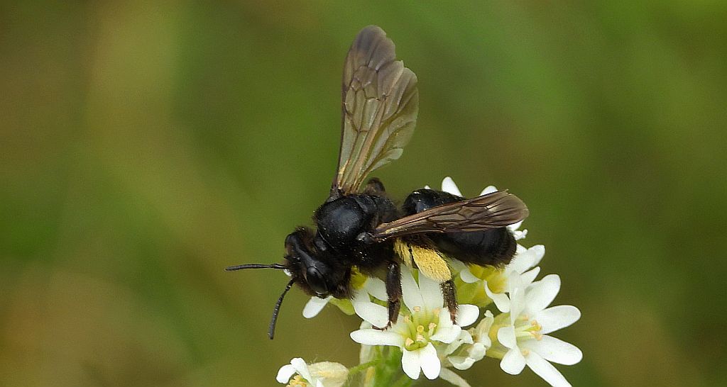 Pszczolinka brunetka (Andrena pilipes)