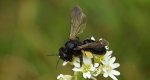 Pszczolinka brunetka (Andrena pilipes)