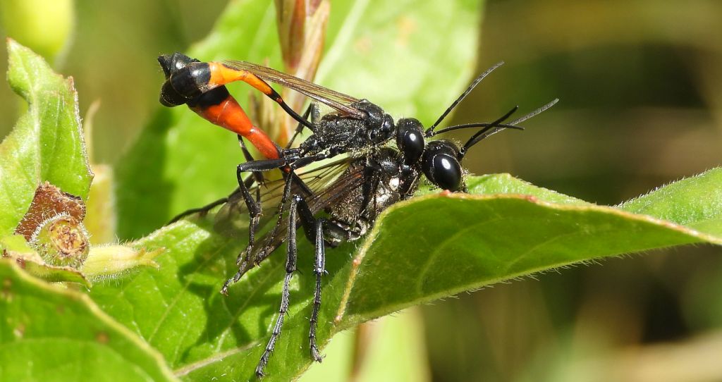 Szczerklina - Ammophola pubescens