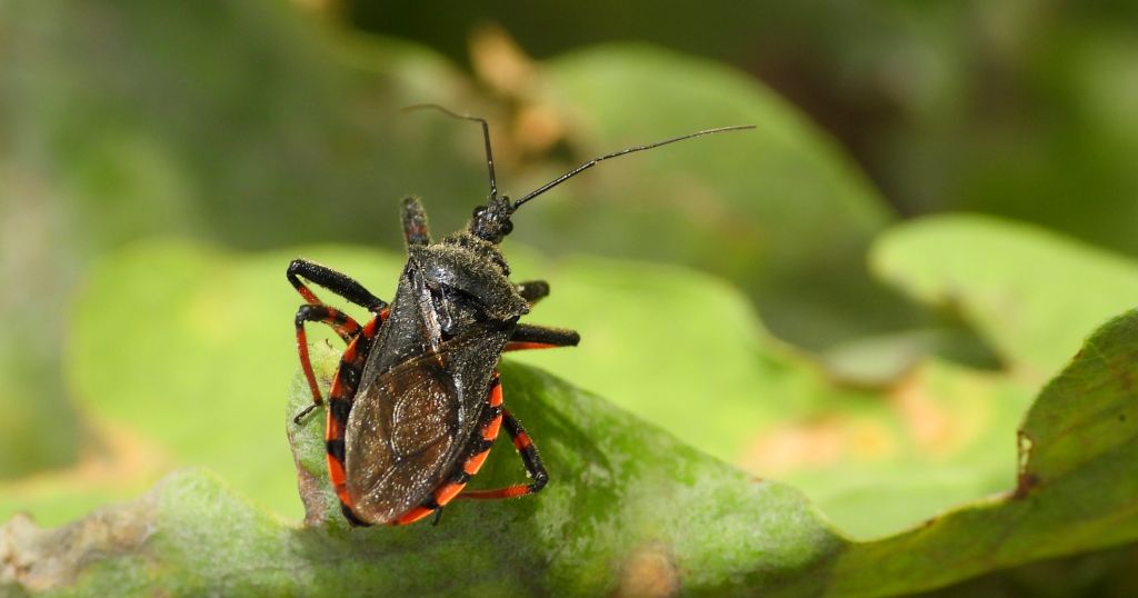 Srogoń napastnik (Rhynocoris annulatus)