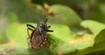 Srogoń napastnik (Rhynocoris annulatus)