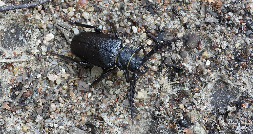 Dyląż garbarz (Prionus coriarius)