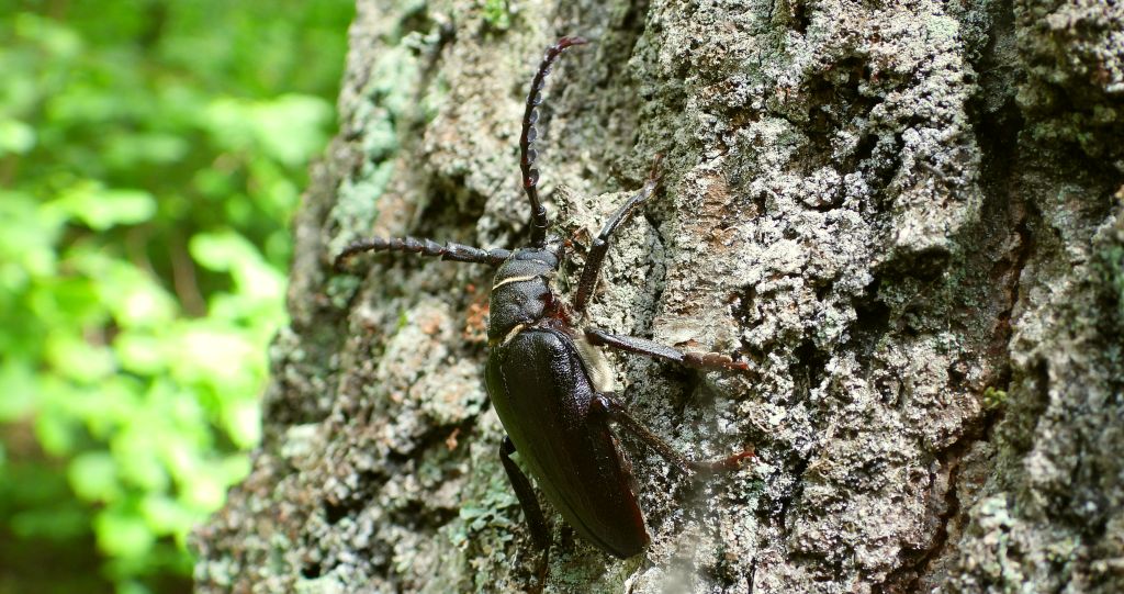 Dyląż garbarz (Prionus coriarius)