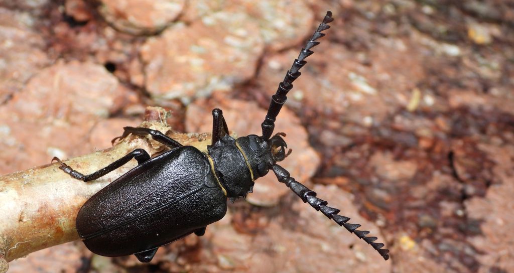 Dyląż garbarz (Prionus coriarius)