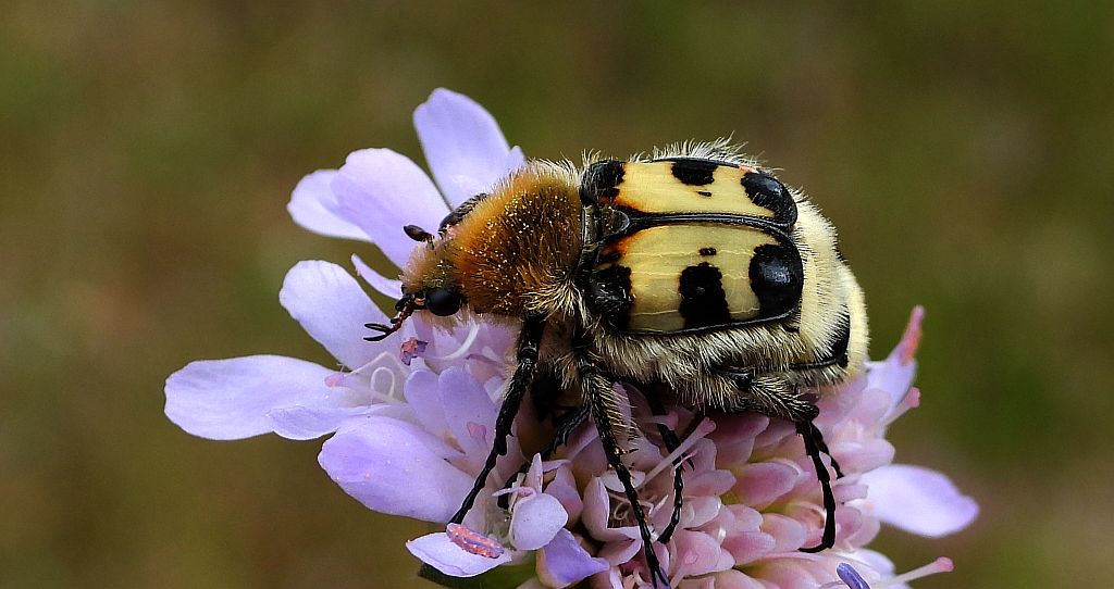 Orszoł prążkowany (Trichius fasciatus)