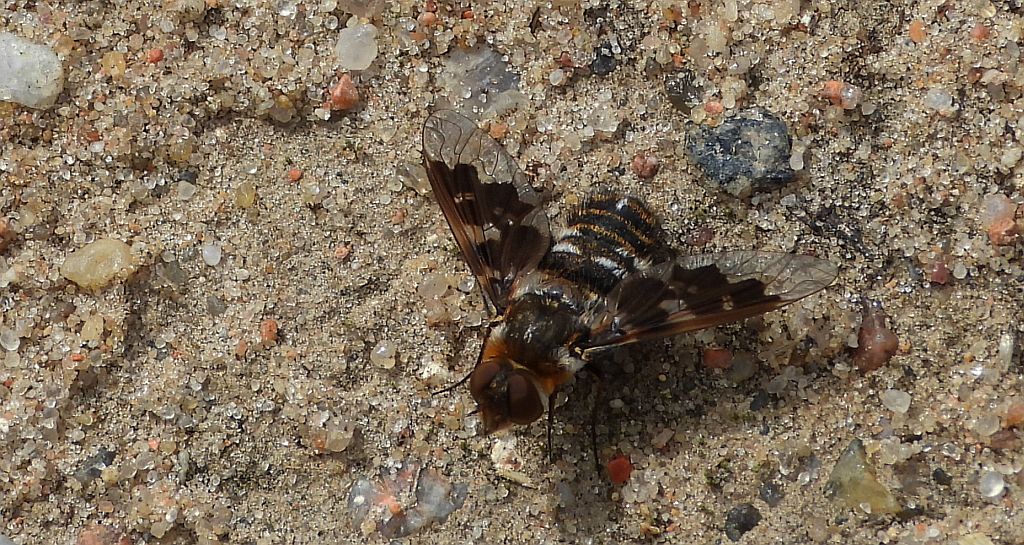 Drogosz żałobny (Hemipenthes morio)