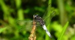 Lecicha pospolita  (Orthetrum cancellatum)