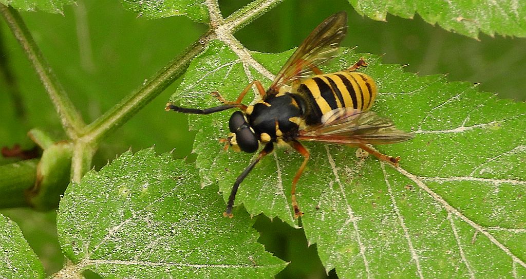 Morsznica osowata (Temnostoma vespiforme)