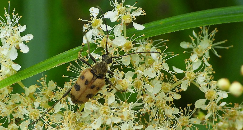 Krępień górski (Pachytodes cerambyciformis)