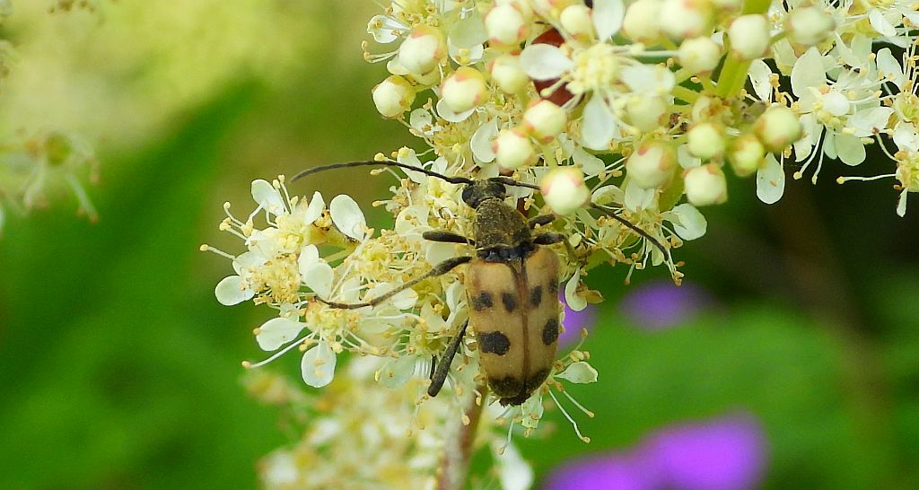 Krępień górski (Pachytodes cerambyciformis)