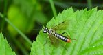 Pilarz - Tenthredinidae. sp