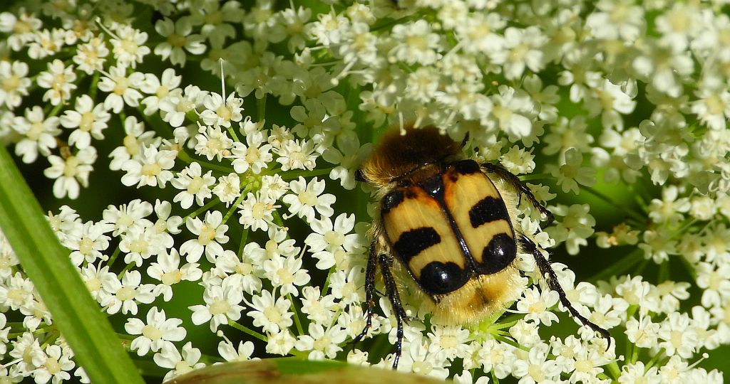 Orszoł prążkowany (Trichius fasciatus)