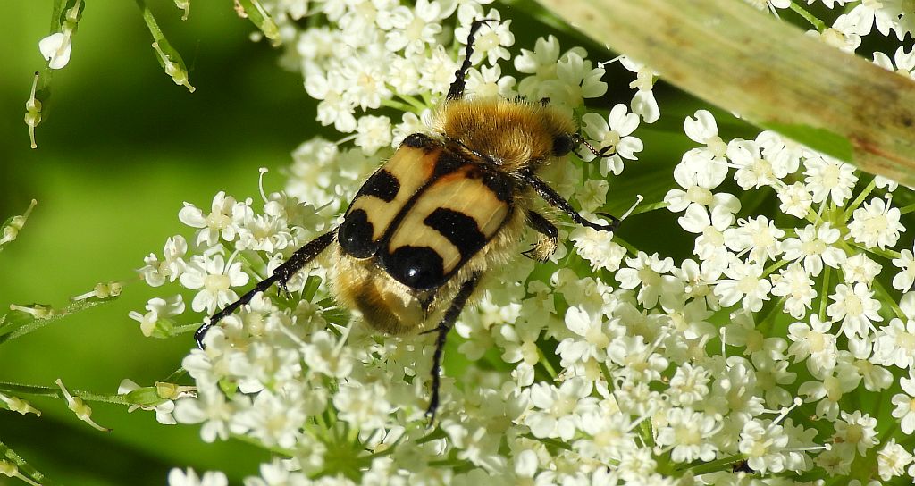 Orszoł prążkowany (Trichius fasciatus)