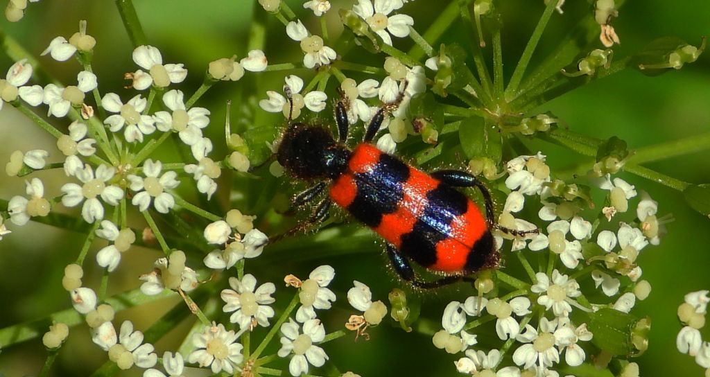 Barciel pszczołowiec (Trichodes apiarius)
