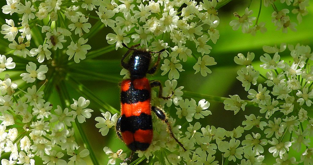 Barciel pszczołowiec (Trichodes apiarius)