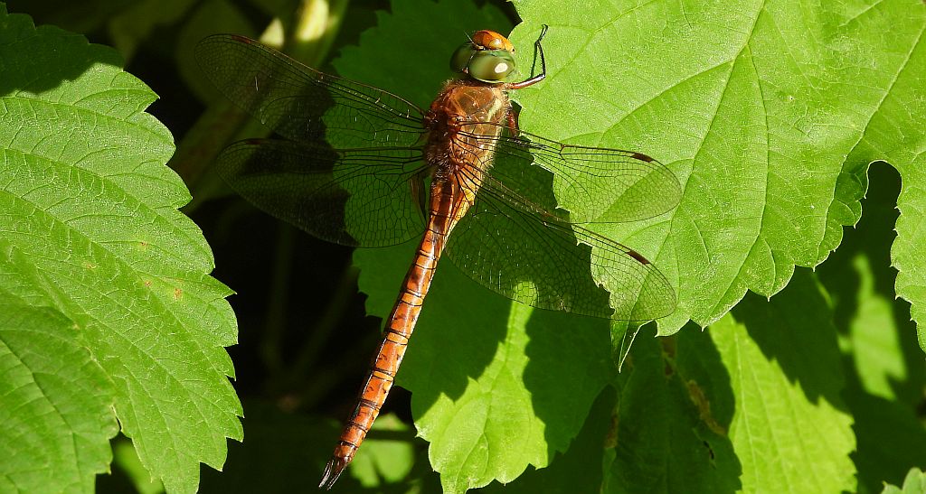 Żagnica ruda (Aeshna isoceles)