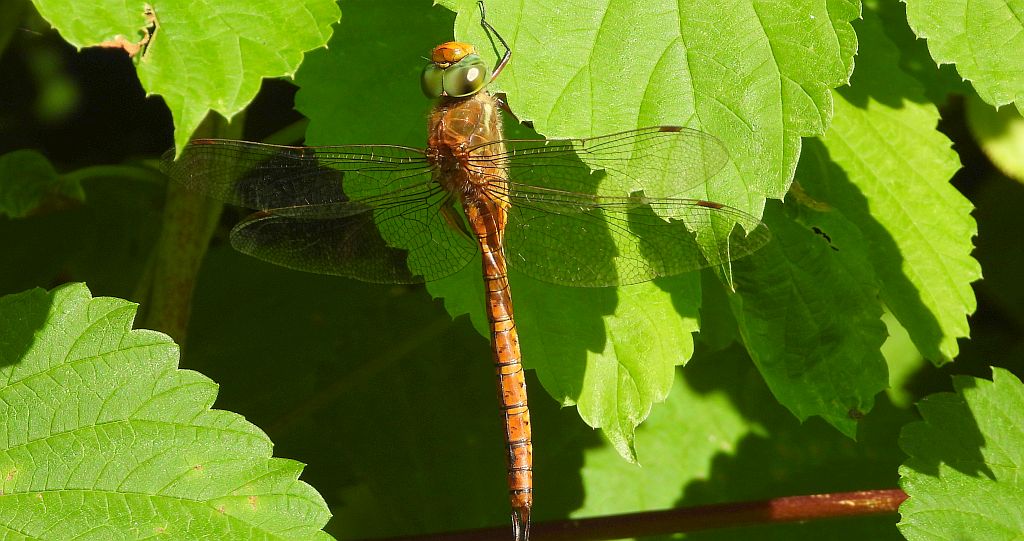 Żagnica ruda (Aeshna isoceles)