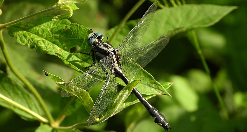 Gadziogłówka pospolita, gadziogłówka zwyczajna (Gomphus vulgatissimus)