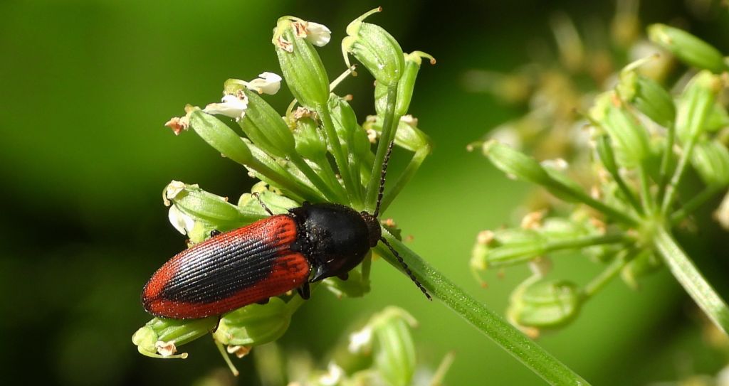 Sprężyk - Ampedus sanguinolentus