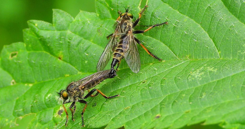 Łowczak zwinny (Neoitamus socius)