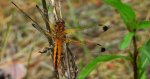 Ważka ruda (Libellula fulva)