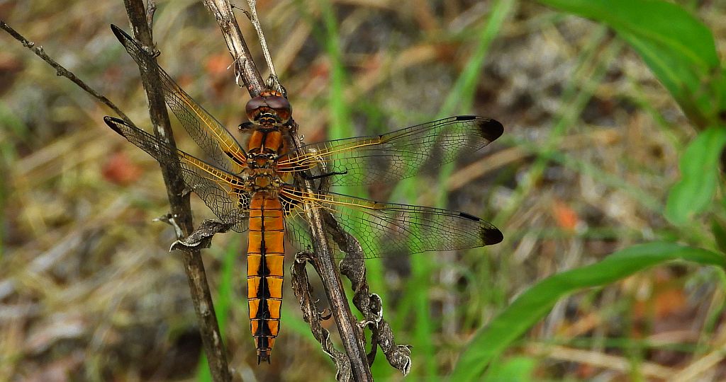 Ważka ruda (Libellula fulva)